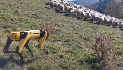 cane-robot-pastone-esperimento