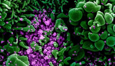 coronavirus-mutazione-pericolo-covid