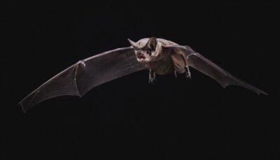 coronavirus-origine-pipistrelli-studio