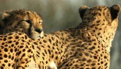 leopardo-sahariano-algeria-coronavirus