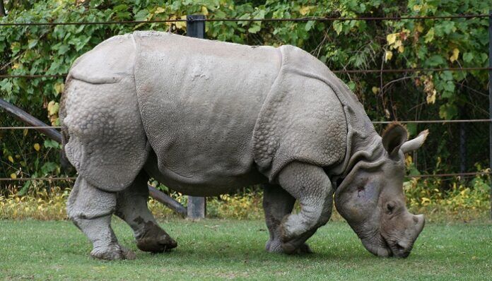 rinoceronti-bracconieri-quarantena-caccia