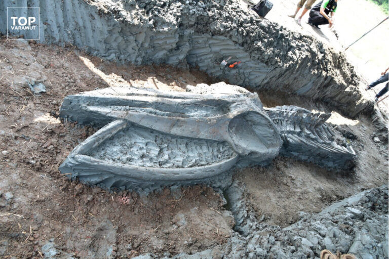 fossile di balena, cambiamento climatico, innalzamento livello del mare