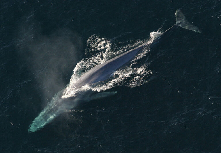balene, balenottera