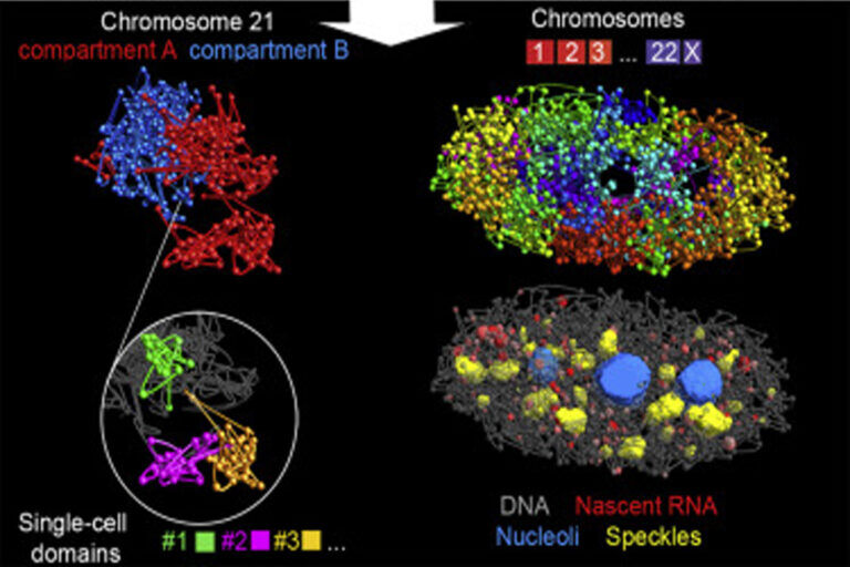 I cromosomi umani mostrati in accurate immagini in 3D