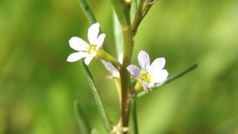 fiore raro, Lythrum hyssopifolia,