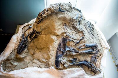 fossile, scontro, battaglia, dinosauri