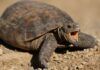 tartarughe del deserto, conservazione
