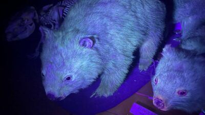 vombati, wombat