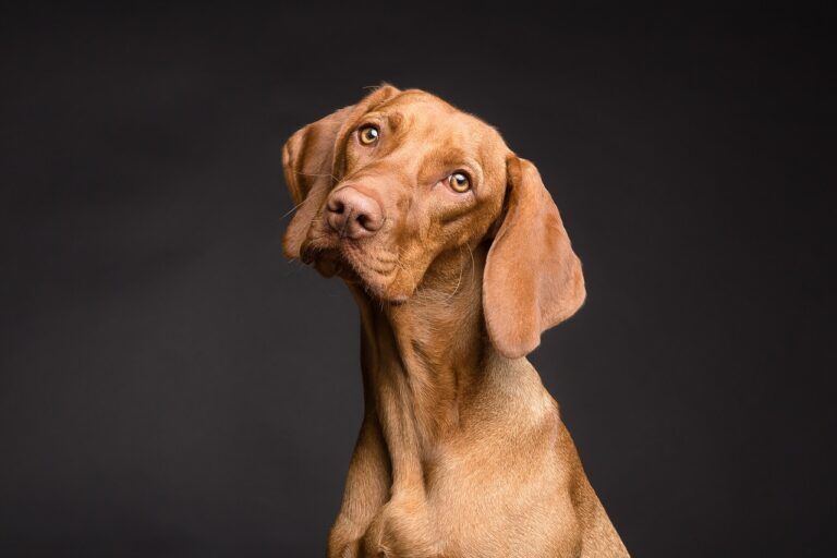 cane, cani, comprensione, linguaggio