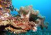 odore dei coralli, conservazione, barriera corallina