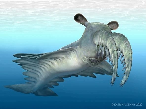 antiche creature marine, radiodonti, cambriano, evoluzione