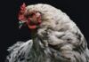 Russia influenza aviaria