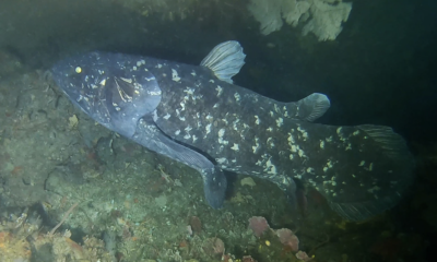 fossile vivente, evoluzione, celacanto