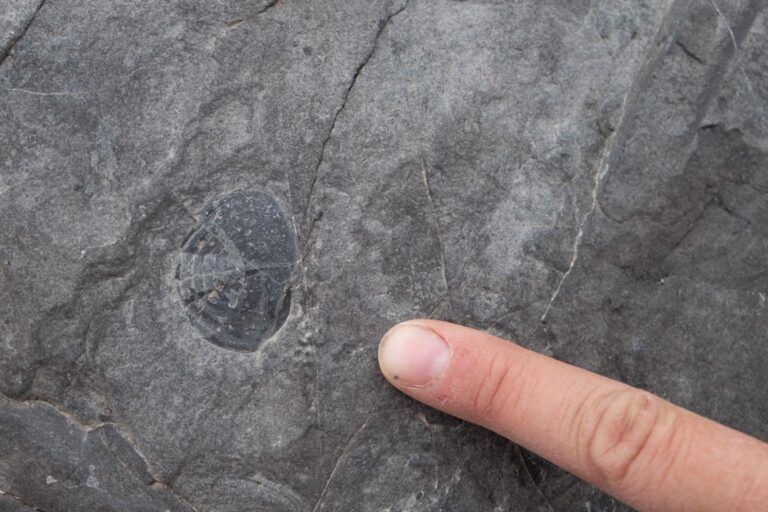 trilobite, fossile, storia climatica, cambiamenti climatici, paleozoico
