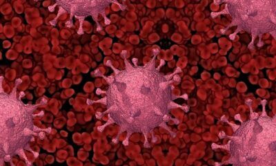 Covid-19 mutazioni virus Covid-19 mutazioni virus ibrido