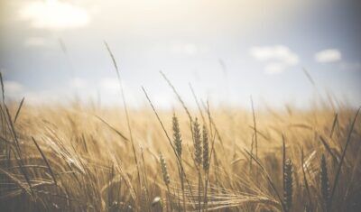 agricoltura contadini robotici