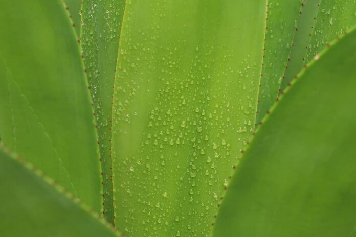 aloe