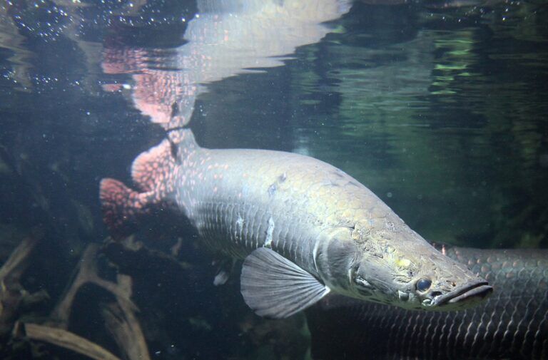 arapaima, florida, amazzonia, pesce gigante