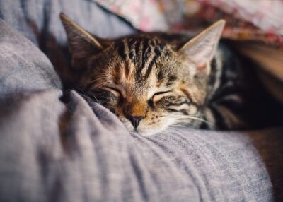 Covid-19 gatto variante inglese