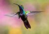 colibrì suono