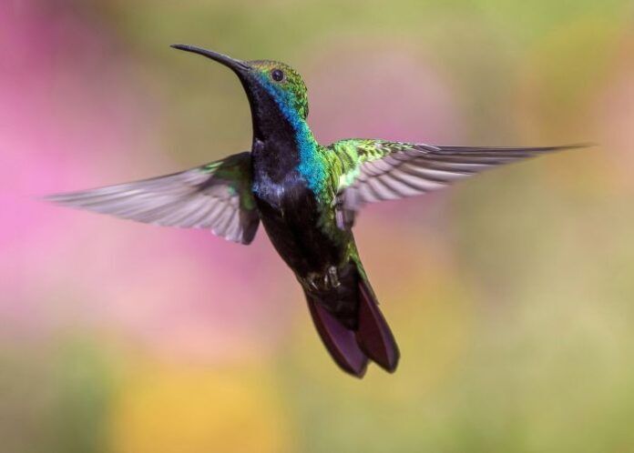 colibrì suono