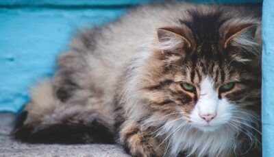 covid-19-varianti-virus-animali-domestici