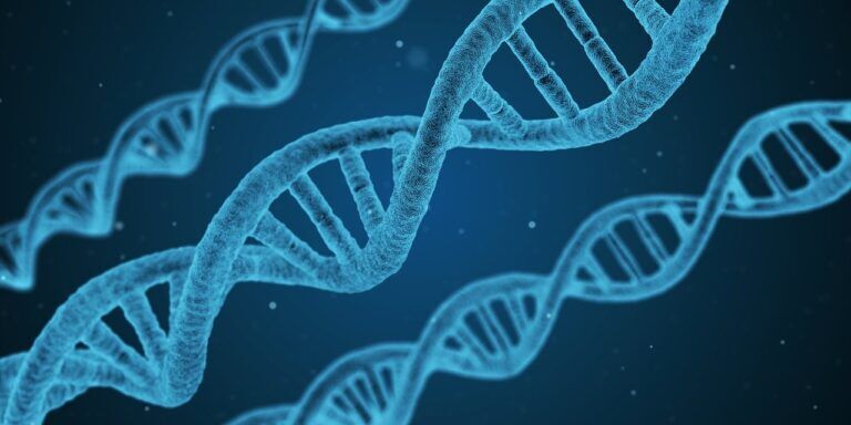 dna piante