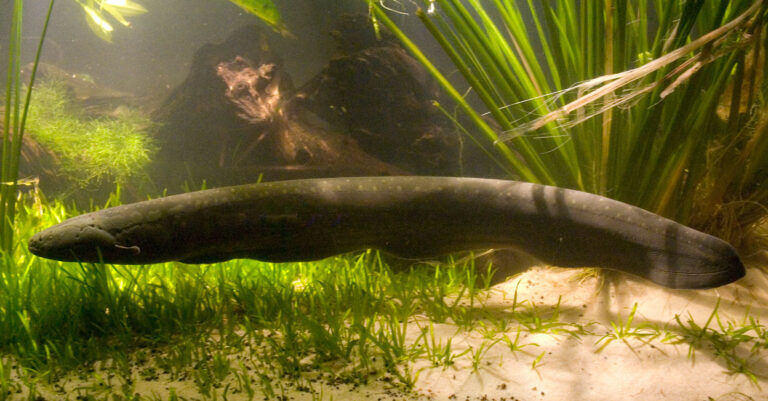 Electrophorus varii