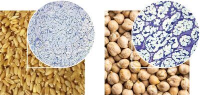 fibre alimentari, lavorazione, materie prime