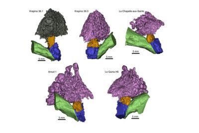 neanderthal, udito, capacità di parola