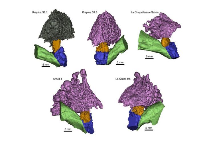 neanderthal, udito, capacità di parola