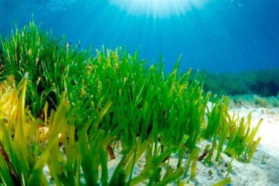 posidonia cambiamento climatico