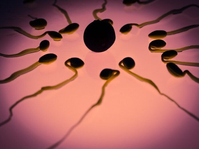 sperma embrione DNA