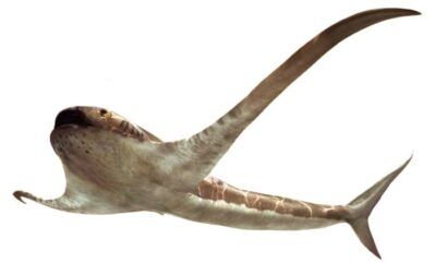 squalo manta