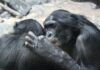 bonobo estinzione empatia