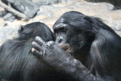 bonobo estinzione empatia