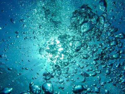 sentieri oceanici spugne artiche