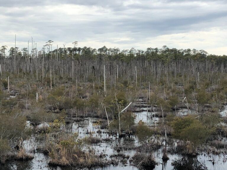 acqua salata, cambiamento climatico, foreste