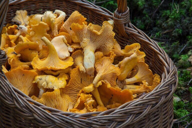 funghi, cancro