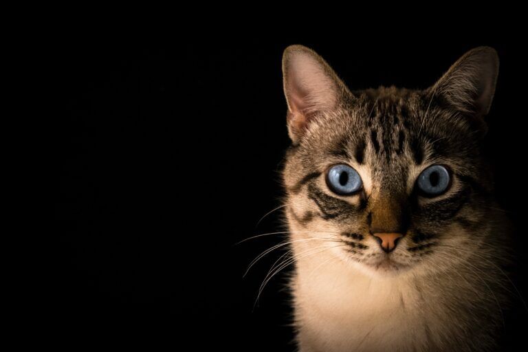 gatto-cia