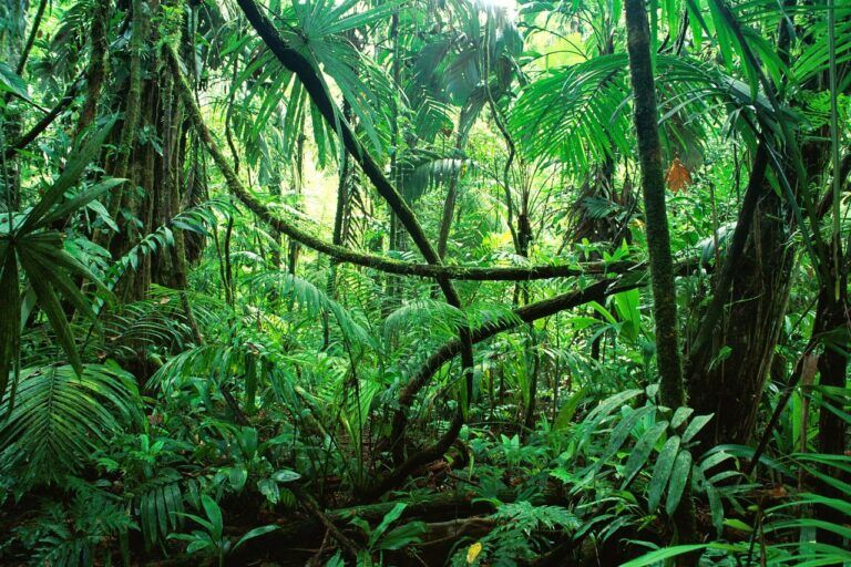 asteroide, dinosauri, estinzione, foresta pluviale