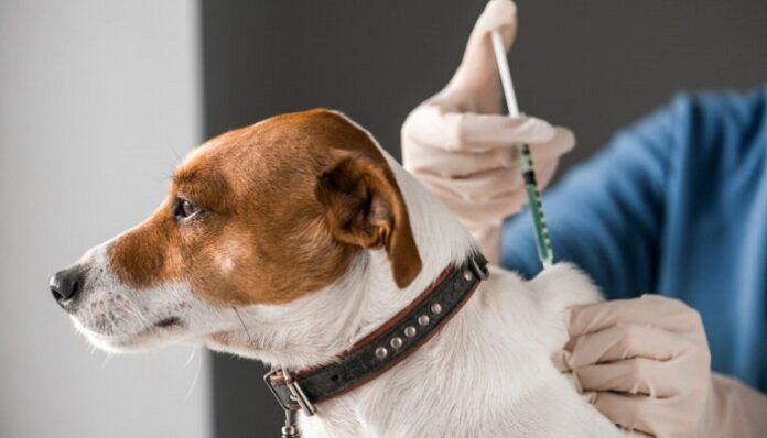 covid-19-vaccino-animali-domestici