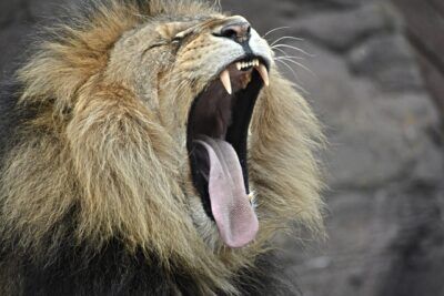 leoni