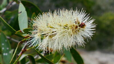 Melaleuca quinquenervia