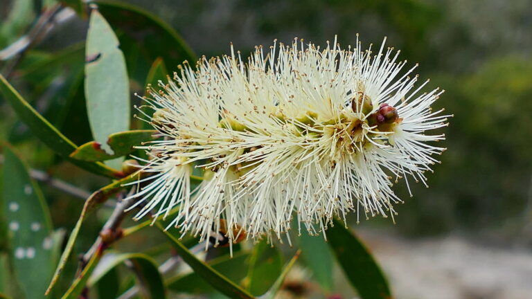Melaleuca quinquenervia