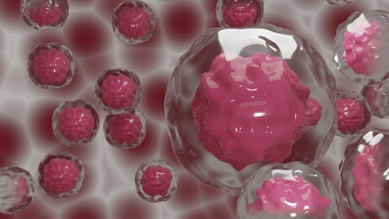 scienziati embrioni chimera