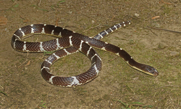 serpente, leggenda cinese, serpente mortale