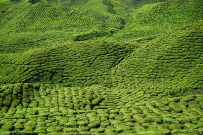 benefici tè verde
