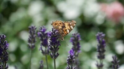 biodiversità specie estinzione