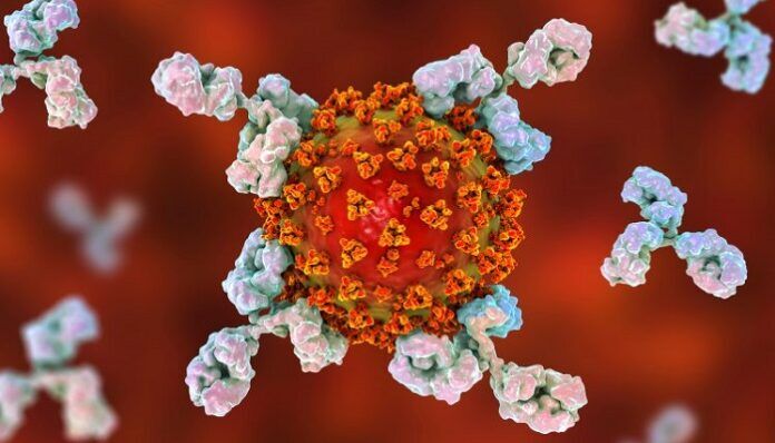 covid-19-malattia-produzione-anticorpi